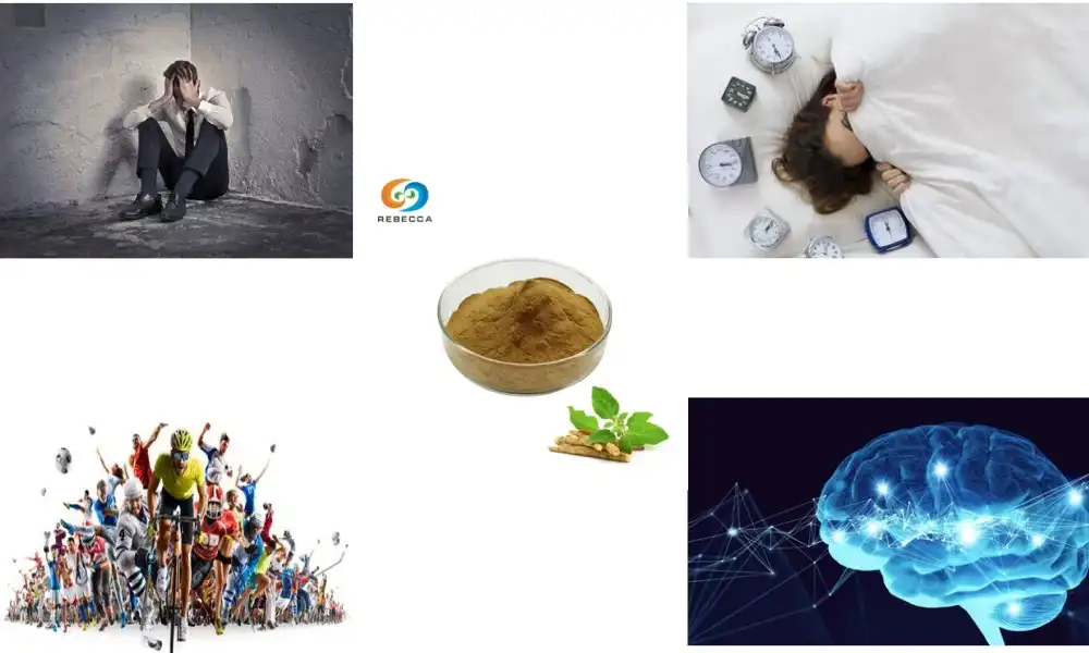 Ashwagandha Extract Dosage Guide for Beginners